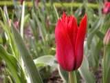 foto de tulip�n Red Shine con tama�o de 160 X 120; ver distintas medidas disponibles a la derecha